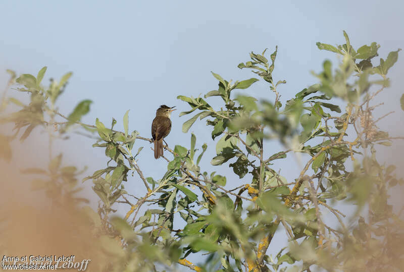 Blyth's Reed Warbler male adult, habitat, song