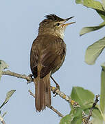 Blyth's Reed Warbler