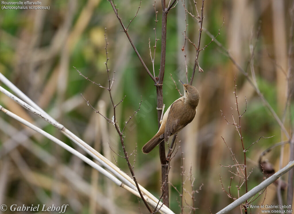 Eurasian Reed Warbler