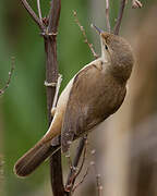 Common Reed Warbler