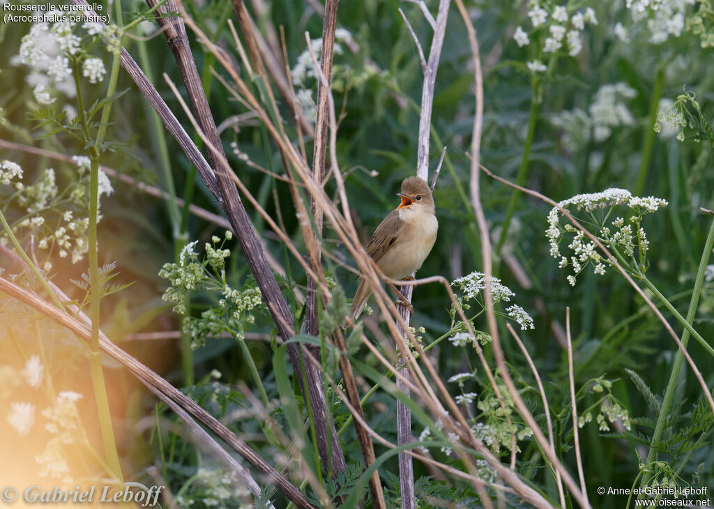 Marsh Warbler