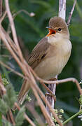 Marsh Warbler