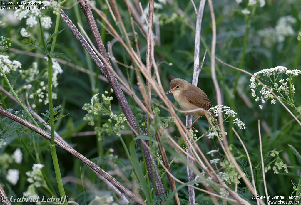 Marsh Warbler