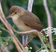 Marsh Warbler