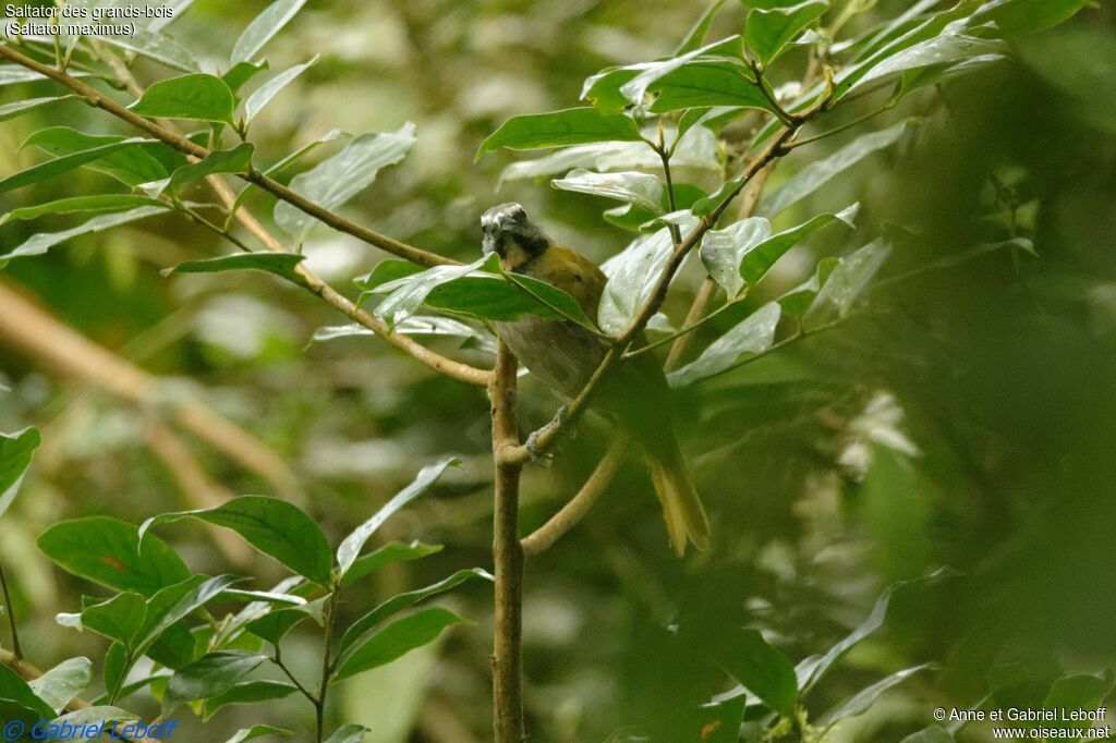 Buff-throated Saltatoradult