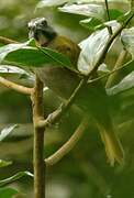 Buff-throated Saltator