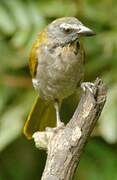 Buff-throated Saltator