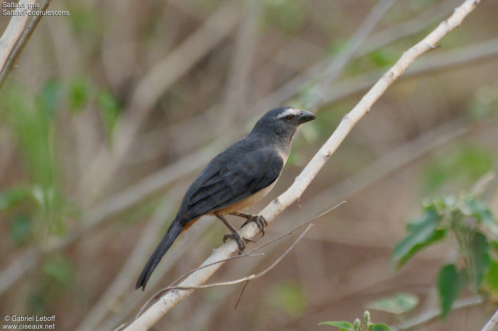 Greyish Saltator