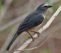 Greyish Saltator