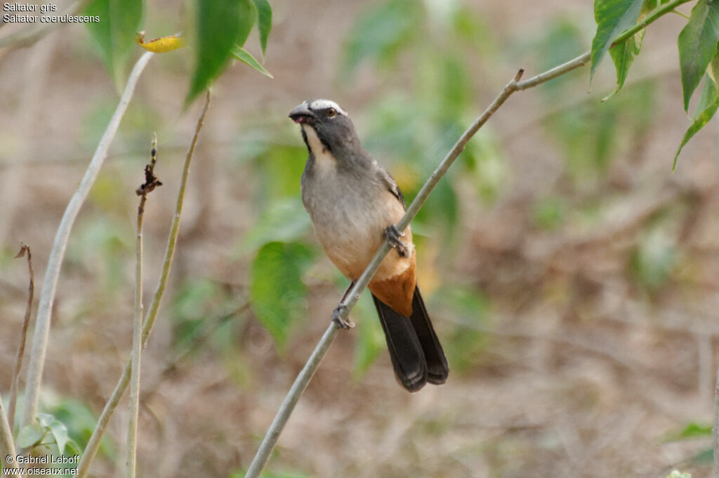 Bluish-grey Saltator