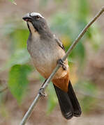 Greyish Saltator