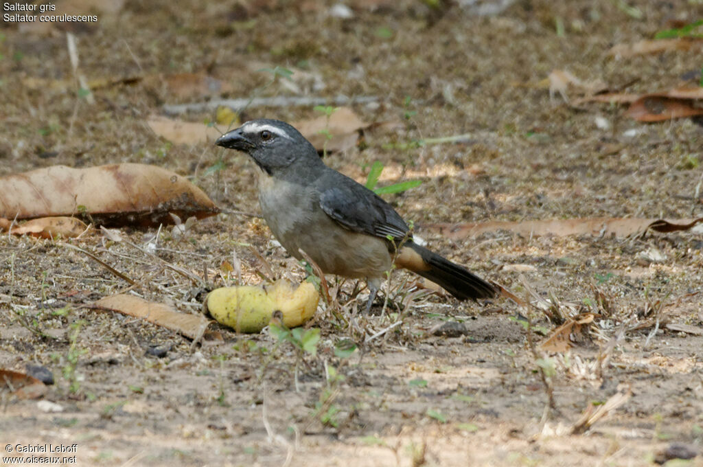 Greyish Saltator