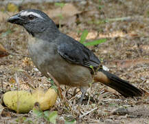 Greyish Saltator