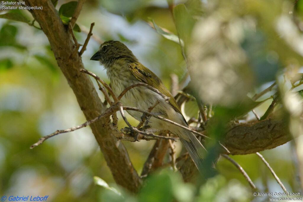 Saltator striéadulte