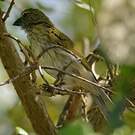 Saltator strié