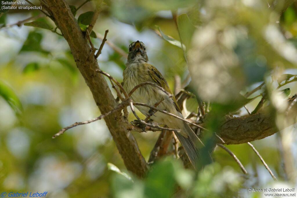 Saltator striéadulte