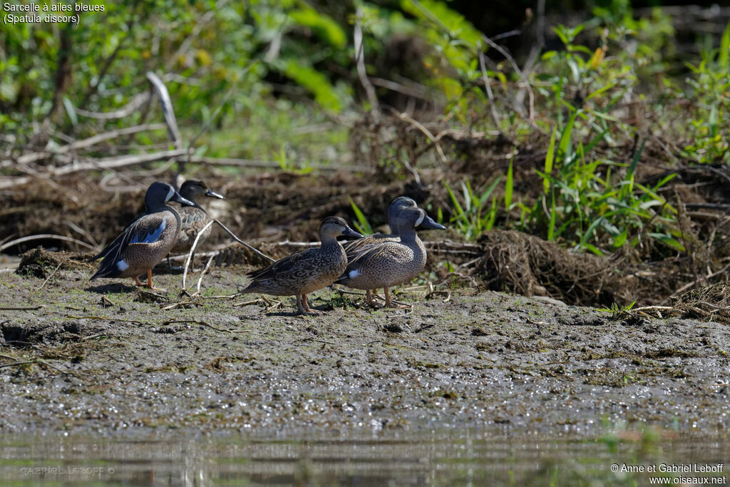 Sarcelle à ailes bleues