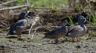 Blue-winged Teal