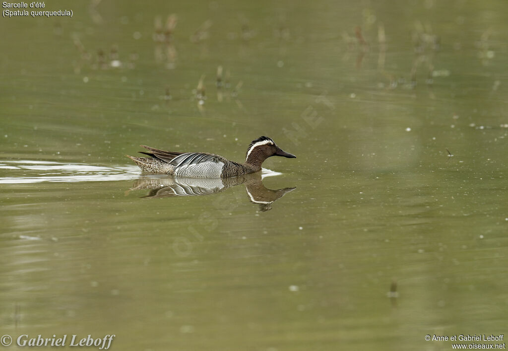 Garganey male