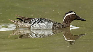 Garganey