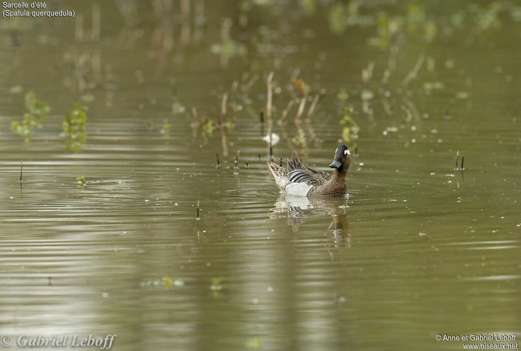 Garganey male