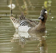 Garganey