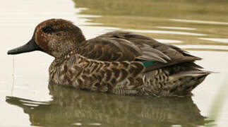 Eurasian Teal