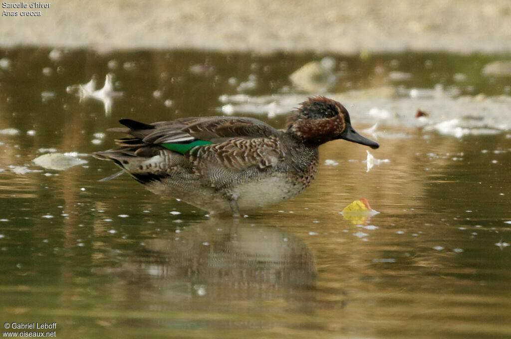 Eurasian Teal male