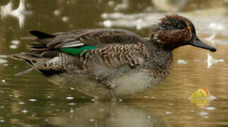 Eurasian Teal