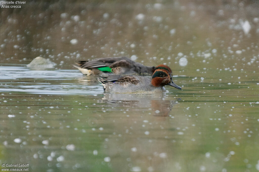 Eurasian Teal male