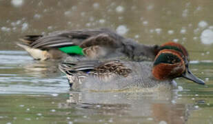 Eurasian Teal