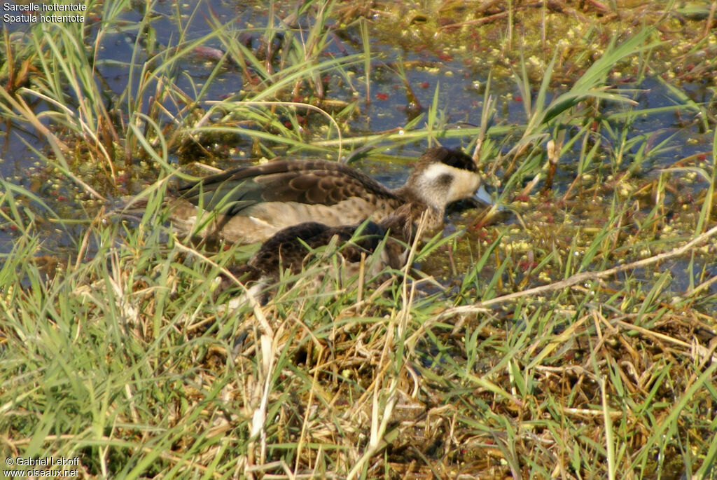 Blue-billed Teal