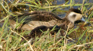 Blue-billed Teal