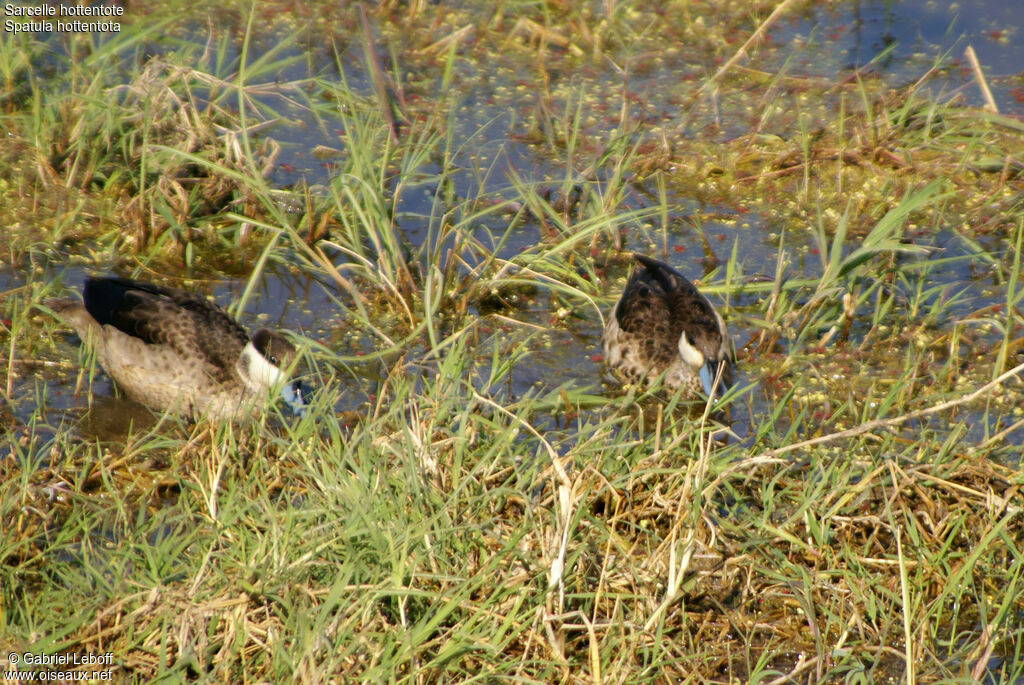 Blue-billed Teal