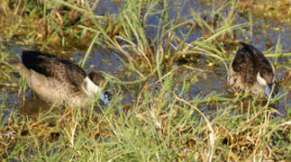 Hottentot Teal