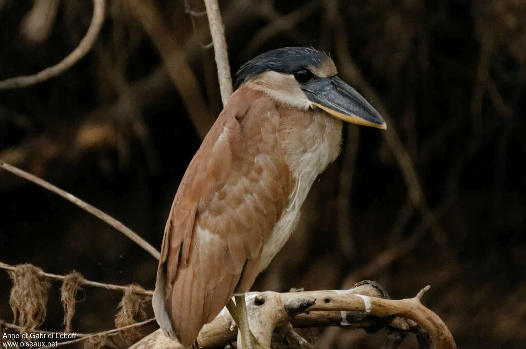 Savacou huppéjuvénile, identification