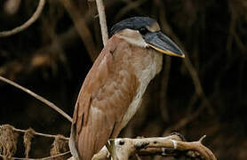 Boat-billed Heron