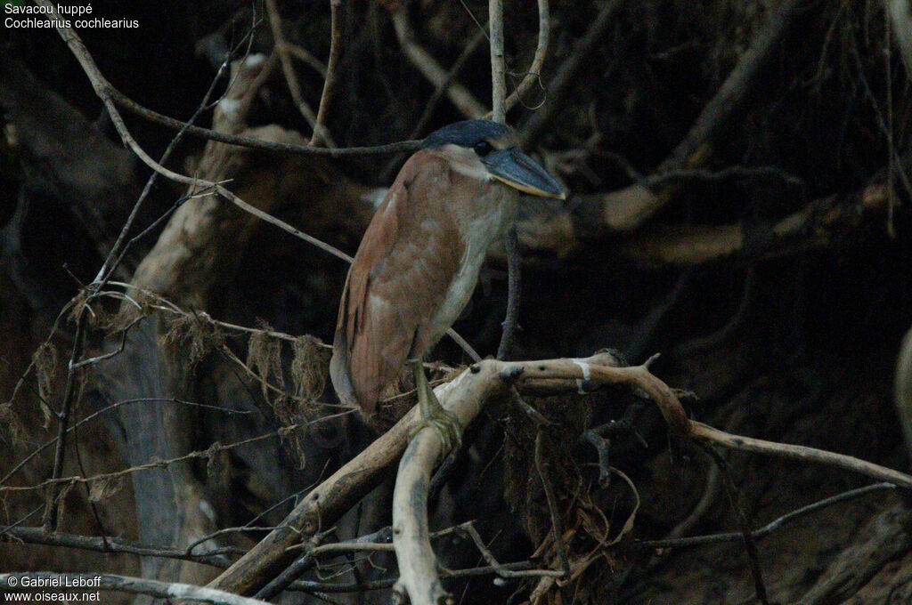 Boat-billed Heronjuvenile