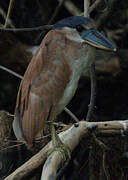 Boat-billed Heron