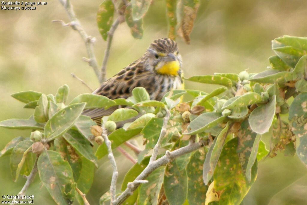 Yellow-throated Longclaw