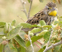 Yellow-throated Longclaw