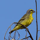 Serin du Mozambique