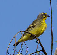 Serin du Mozambique