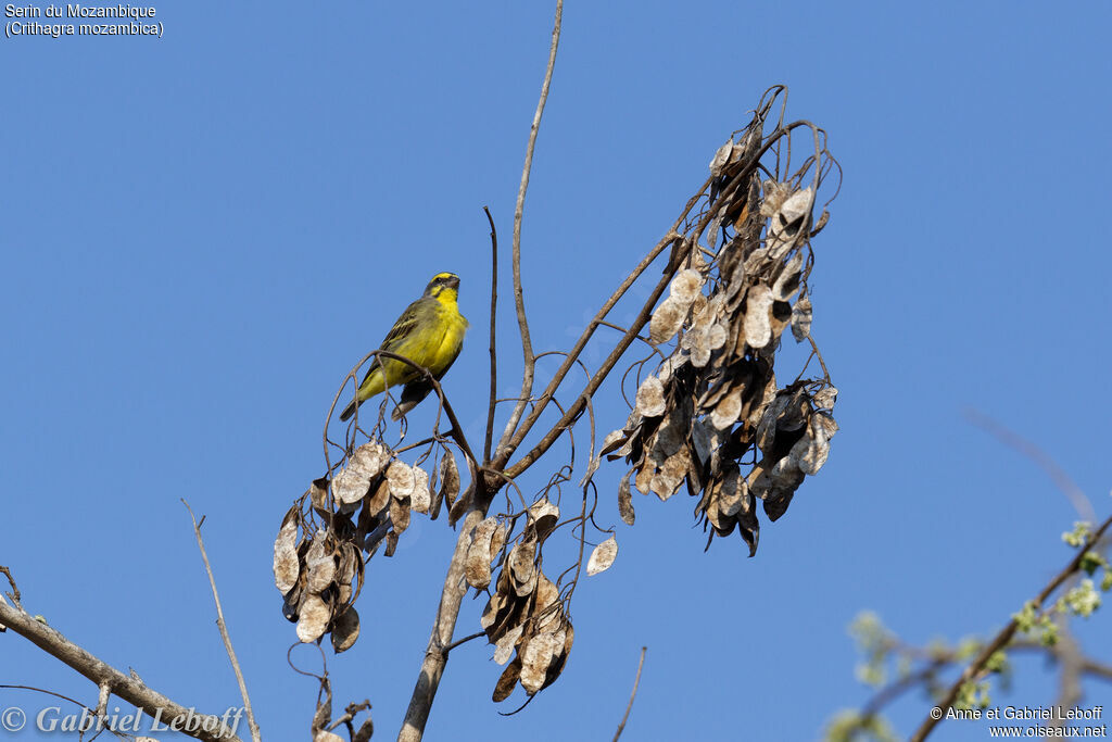 Yellow-fronted Canary