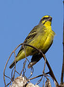 Yellow-fronted Canary