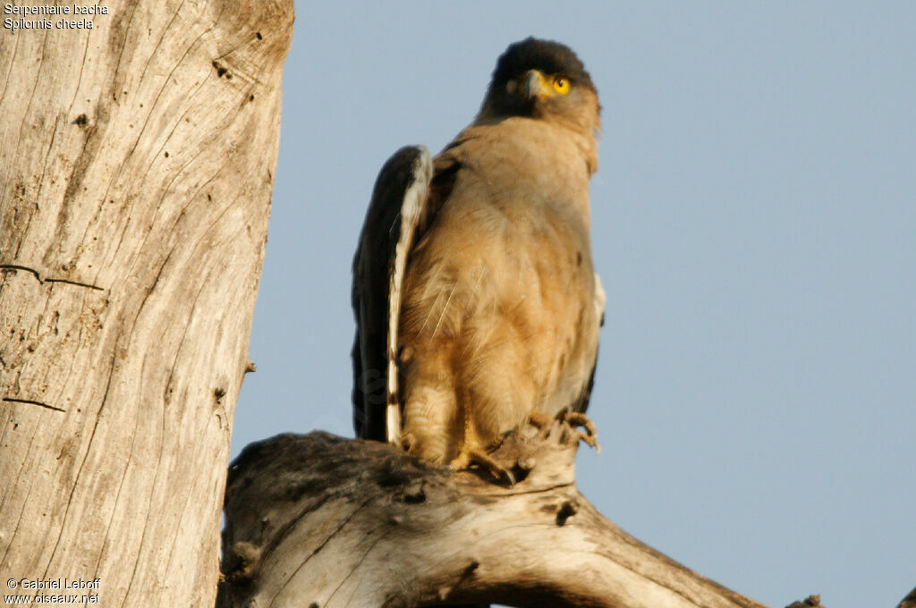 Crested Serpent Eagle