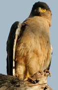 Crested Serpent Eagle