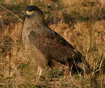 Crested Serpent Eagle