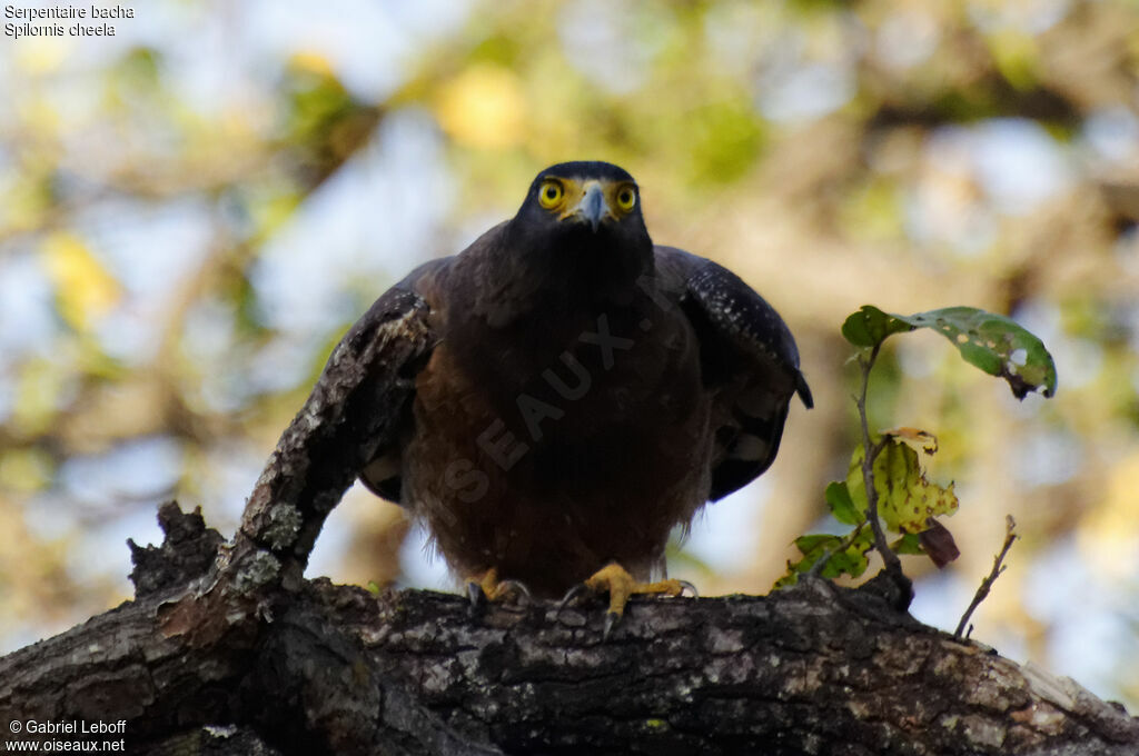 Crested Serpent Eagle