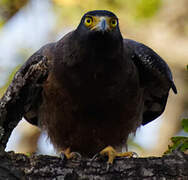 Crested Serpent Eagle